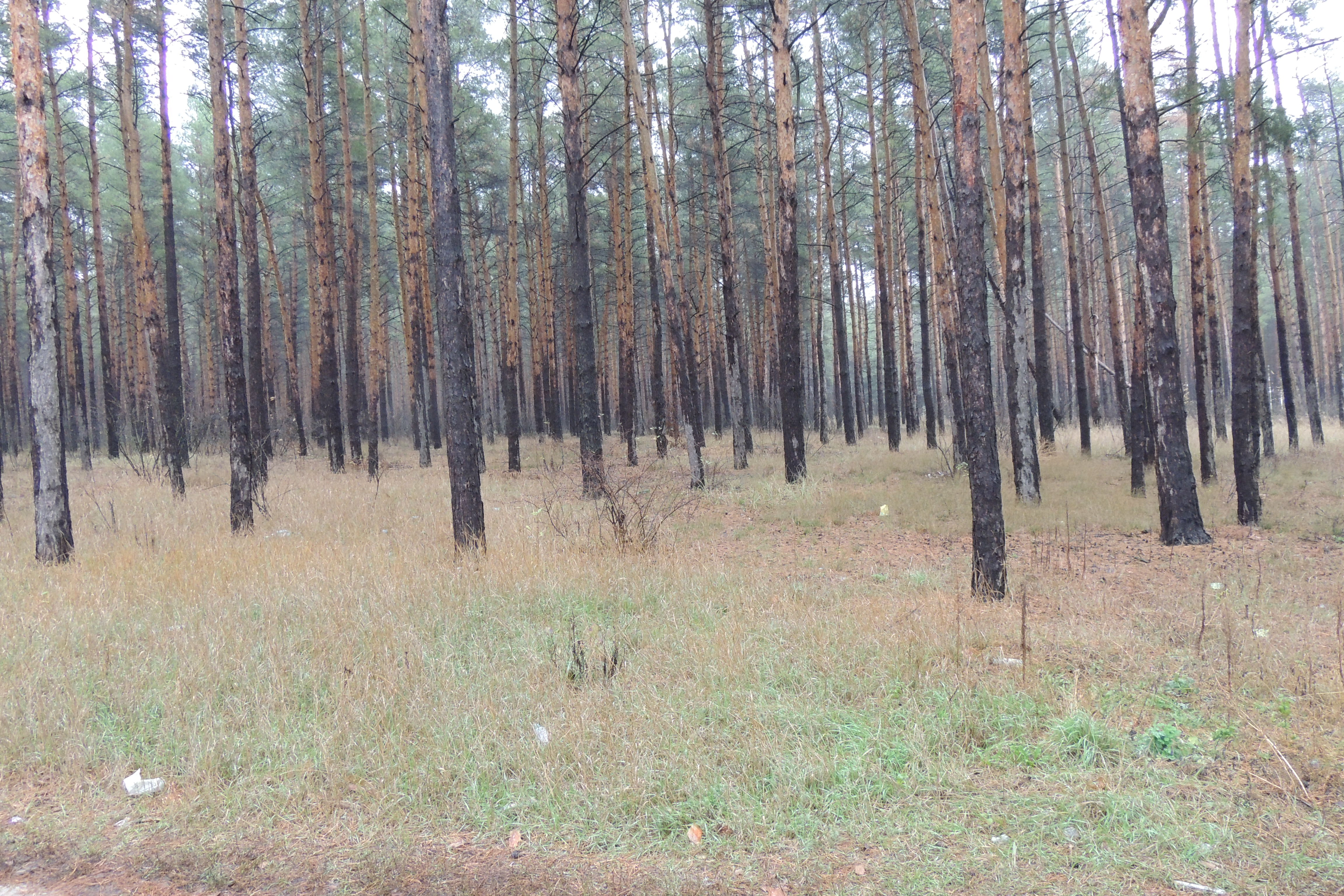 A dry and bark beetle-infested woodsarea.