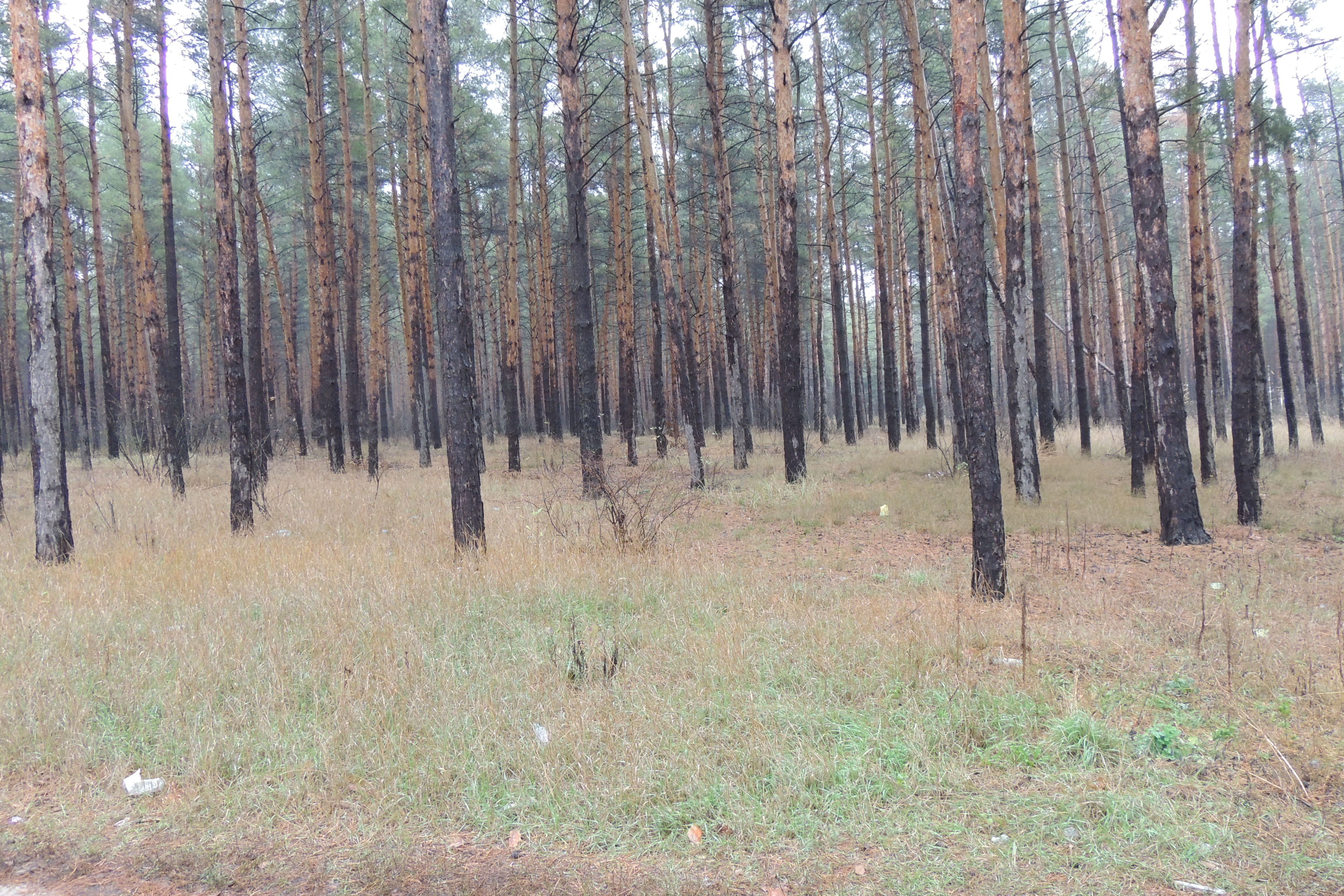 Land clearing - Prinoth