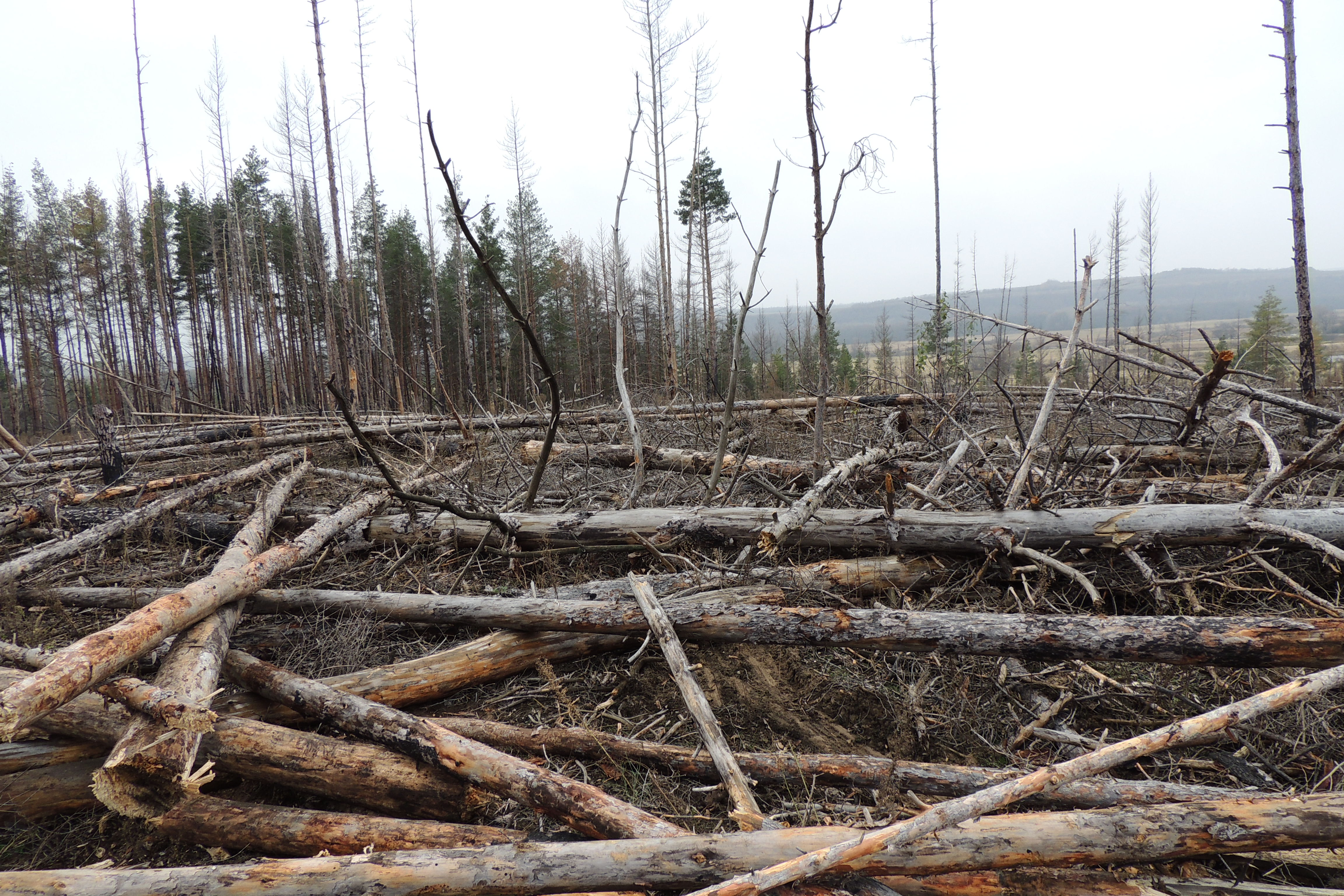 Ein durch Borkenkäfer zerstörten Waldes.