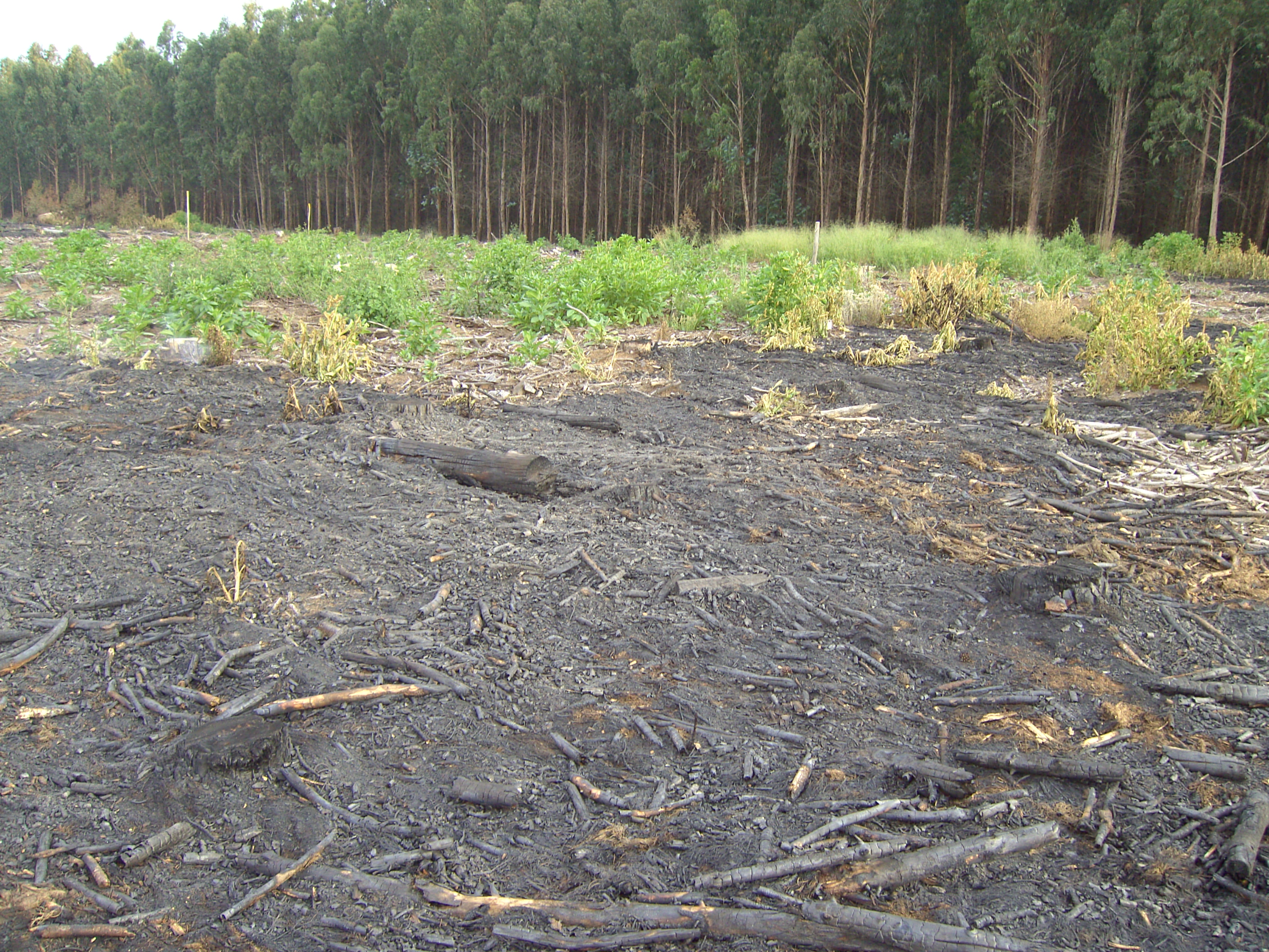 In the foreground is damage caused by forest fires, in the background a prevention strip. 