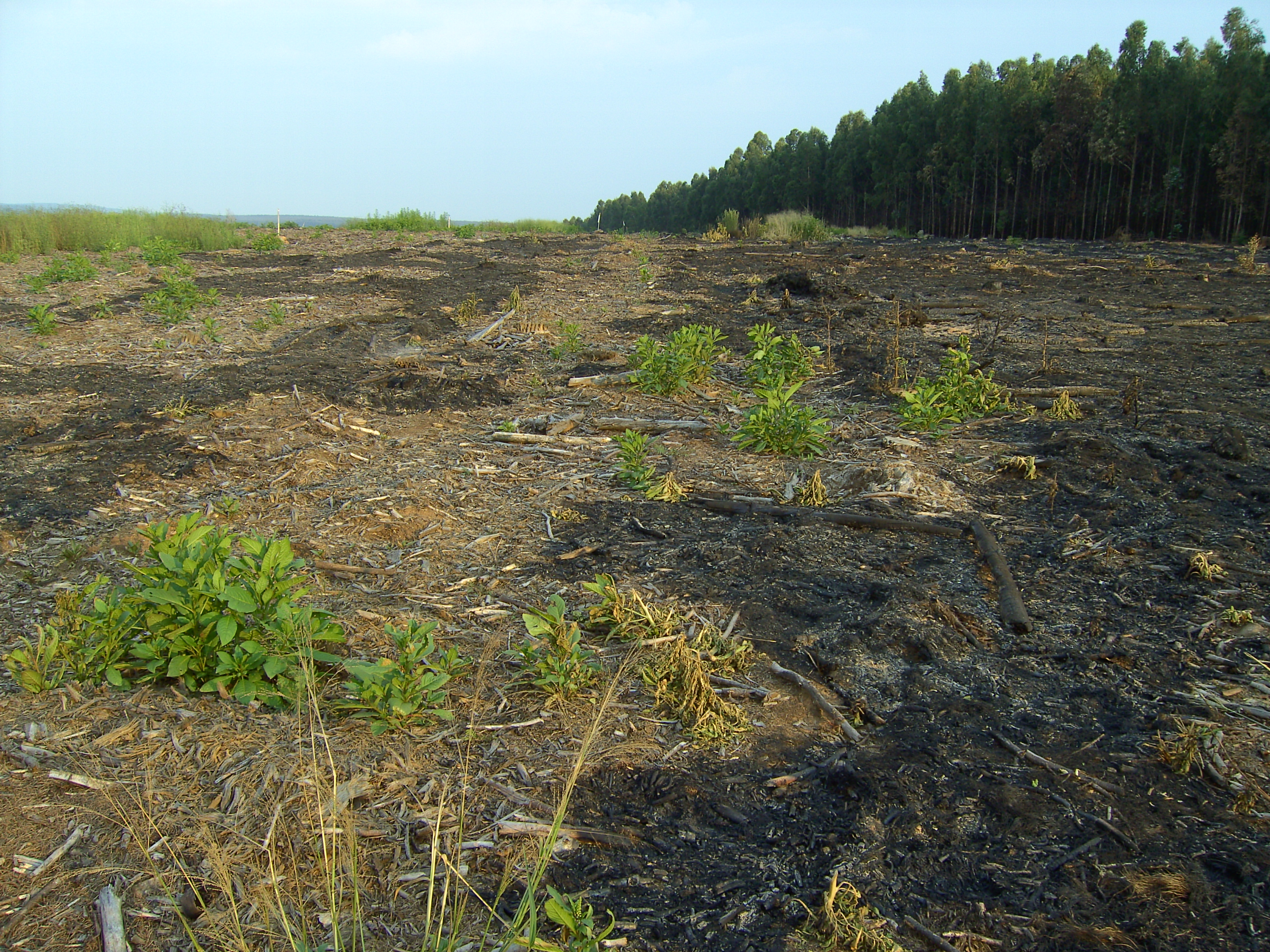 Damage of - already cleared of - forest fires